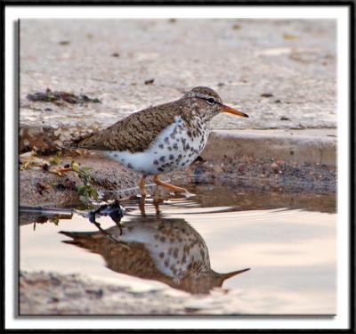 Spotted Sandpiper Reflection