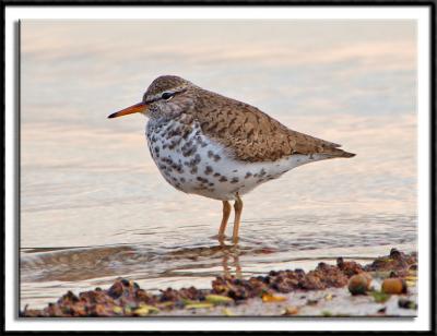 Spotted Sandpiper