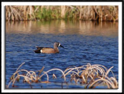 Blue Winged Teal (male)