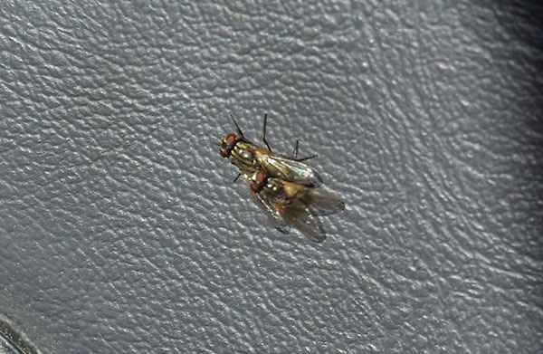 Nasty Flies