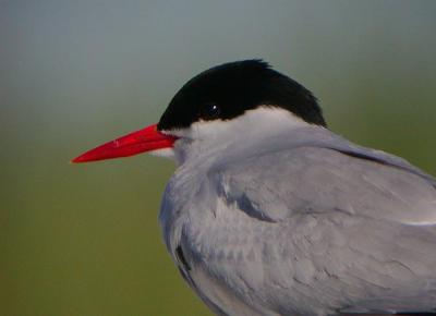 Arctic Tern