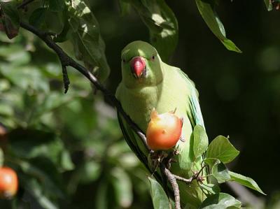 Rose-ringed Parakeet