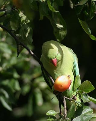 Rose-ringed Parakeet