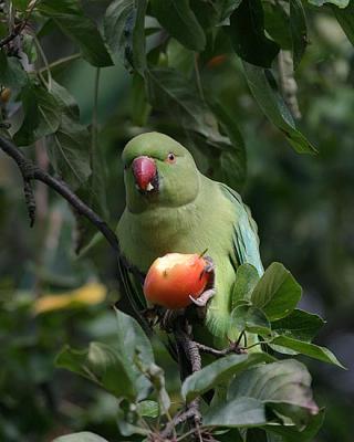 Rose-ringed Parakeet