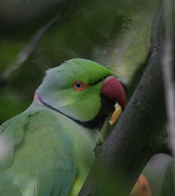 Rose-ringed Parakeet