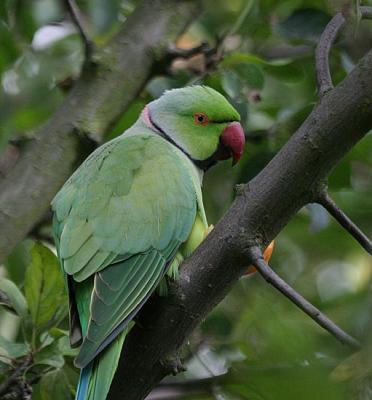 Parrots, Parakeets