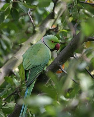 Rose-ringed Parakeet