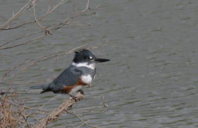 u17/gtepke/medium/42352349.041226BeltedKingfisher1955.jpg