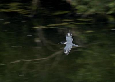 u17/gtepke/medium/42352354.030827BeltedKingfisher4426.jpg