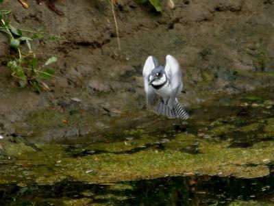 u17/gtepke/medium/42352355.030827BeltedKingfisher4434.jpg