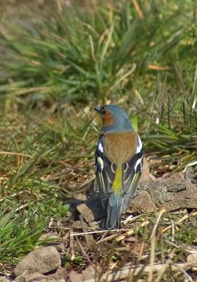 191 Chaffinch...I Think.
