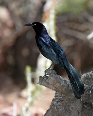 Black Bird