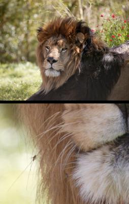Lion & Fly