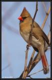 Northern cardinal