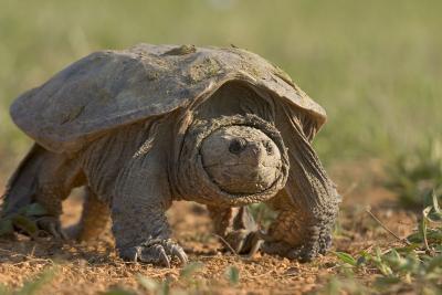 Snapping Turtle
