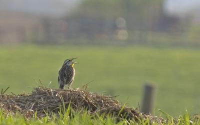 Eastern Meadowlark