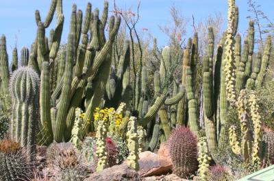  Arizona Sonora Desert Museum