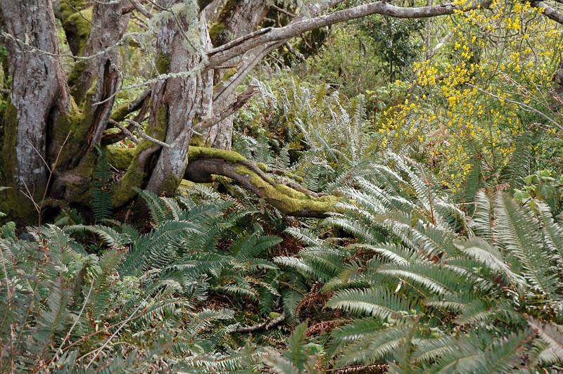 Tropical Forest