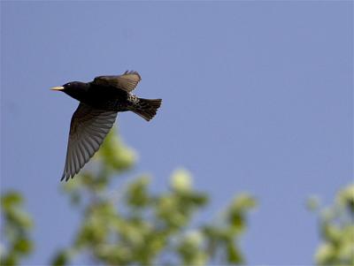 starling.jpg