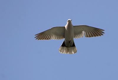 Collard-dove.jpg