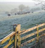 cattle in frost