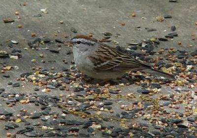 Chipping Sparrow