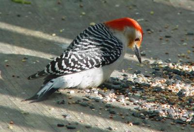 Red-bellied Woodpecker