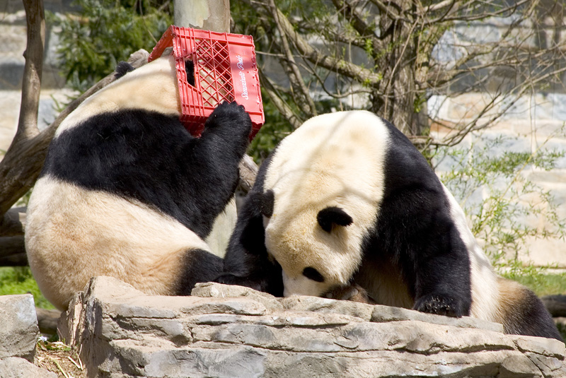 A pair of pandas