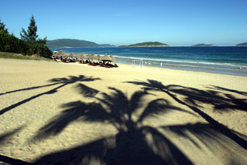 IMG_8151.jpg Shadows of coconut tree