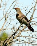 IMG_7518 birds.jpg