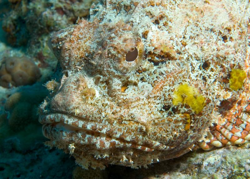 Scorpionfish