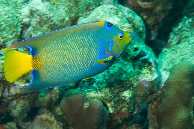 Queen Angelfish