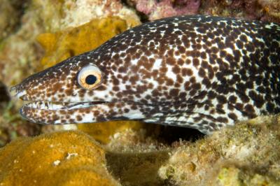 Spotted Moray