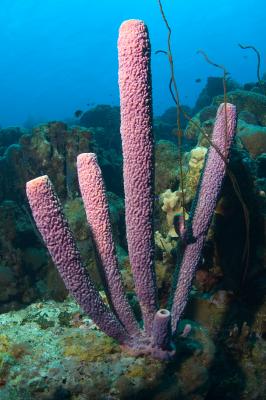 Tube Sponges