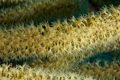 Coral Polyps
