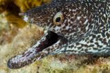 Spotted Moray