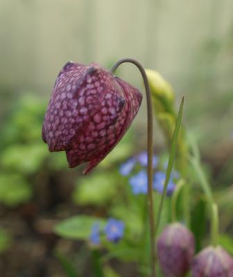 Snake's-head Fritillary