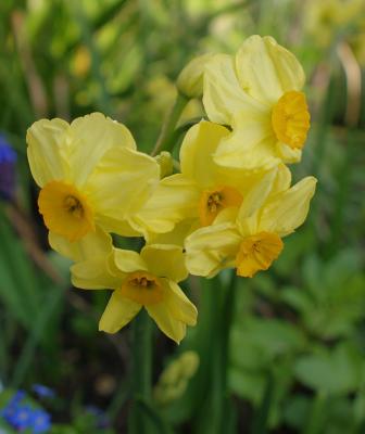 Narcissus Canary Bird