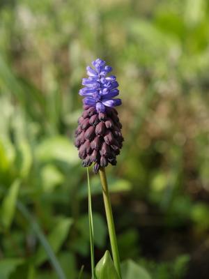Muscari Latifolium