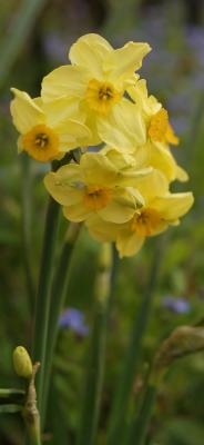 Narcissus Canary Bird