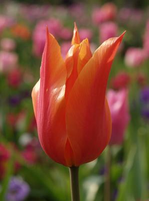 Tulip Princes Irene