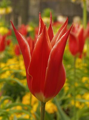Spiky tulip