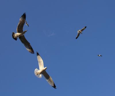 Staying with your Wingman