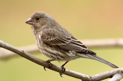 House Finch (female)