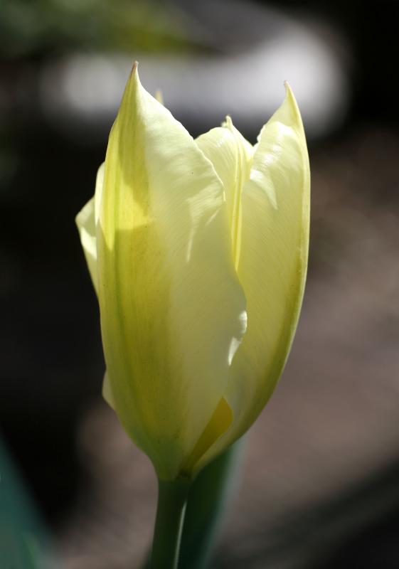 Tulip