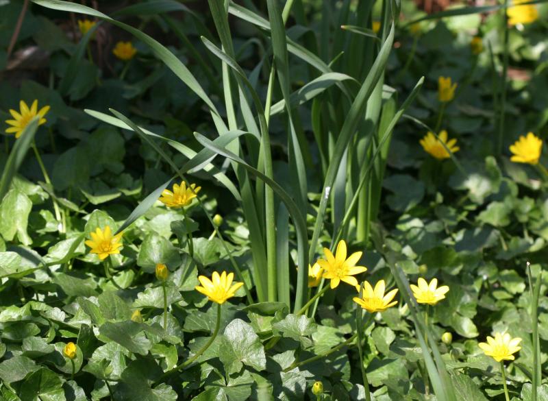 Marsh Marigolds