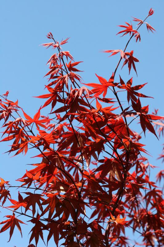 Red Leaf Maple