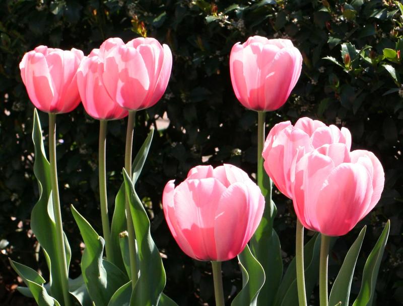 Tulips