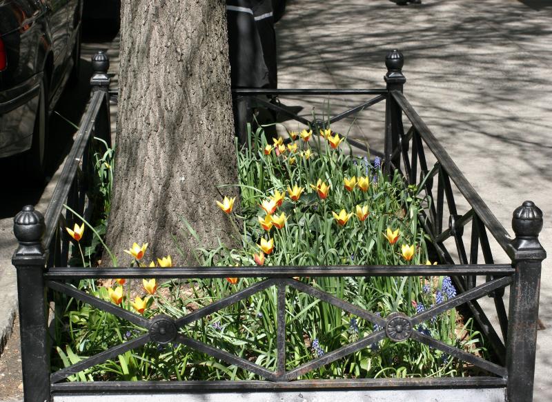 Sidewalk Garden near University Place