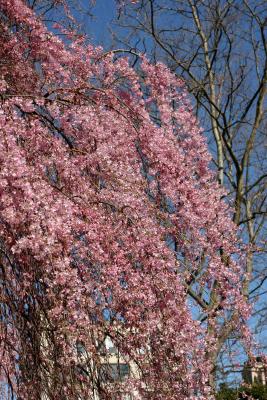 Cherry Blossoms